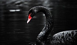 黑天鹅最新技能爆料是什么,颠覆传统，引领未来